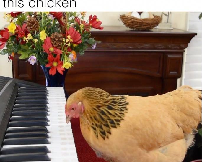 Tag someone less talented than this chicken