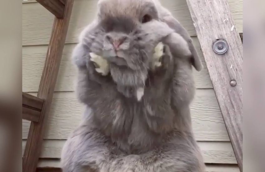 Leaked footage of the Easter Bunny psyching himself up