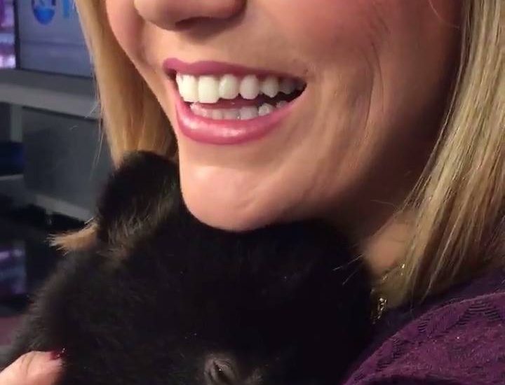 Baby bears want cuddles