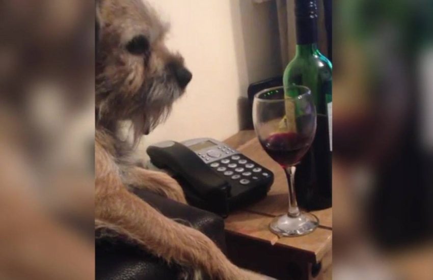 Tag someon who needs this dog in their life