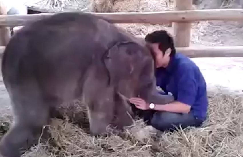 Everyone needs a baby elephant as their best friend
