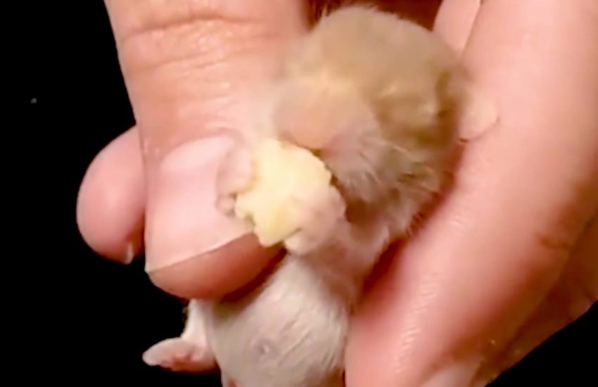 Just a baby hamster eating a pumpkin seed