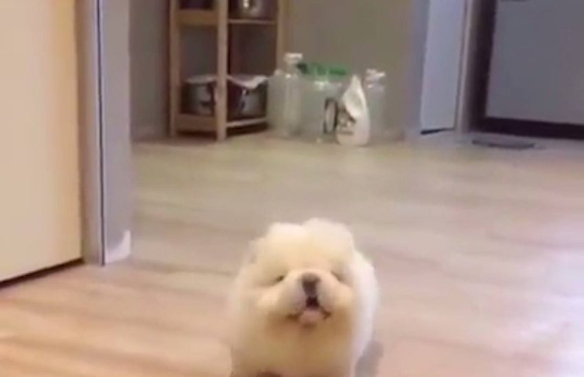 Stop what you're doing and observe this walking potato