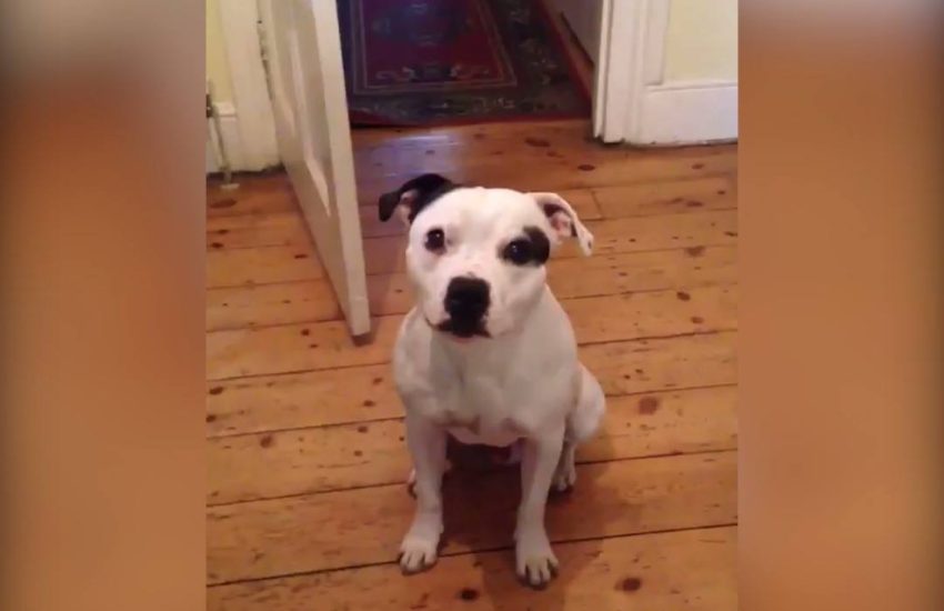 This dog is smarter than most humans I know