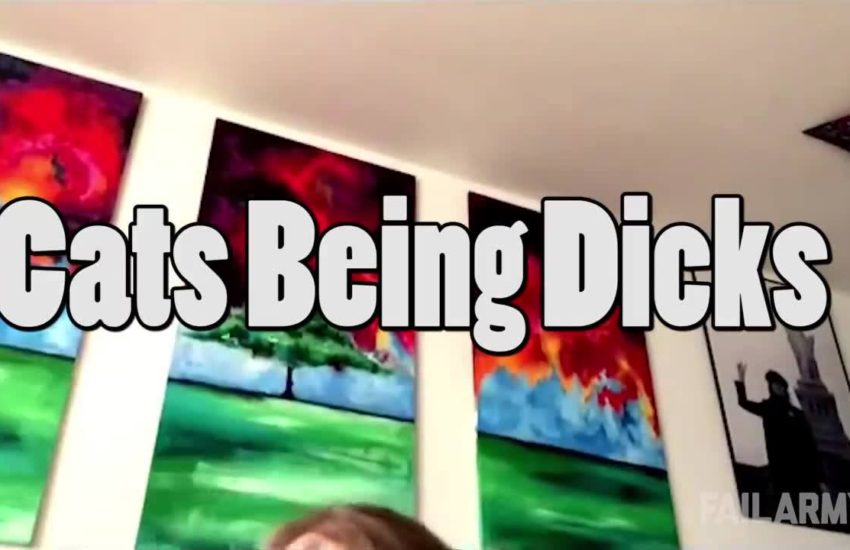 Cats Being Dicks