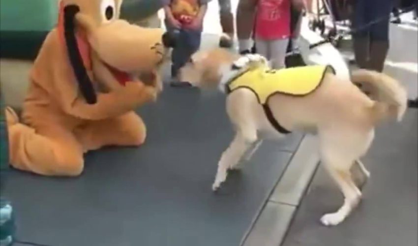當導盲犬遇到迪士尼高飛狗