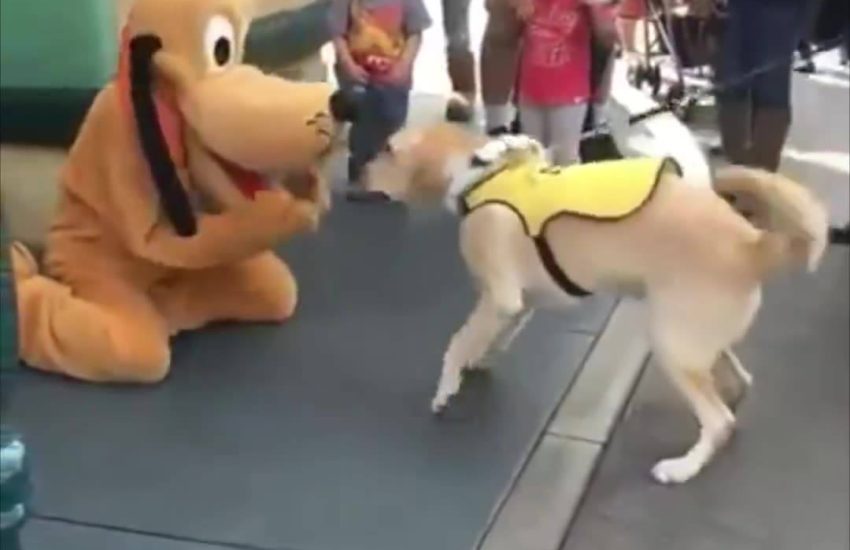 credit: Disney Dorks