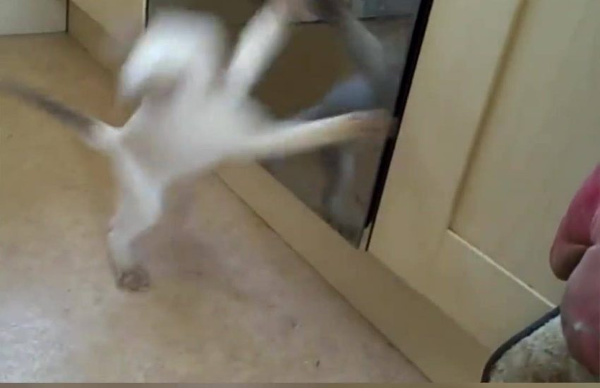 Credit: Viralvideouk