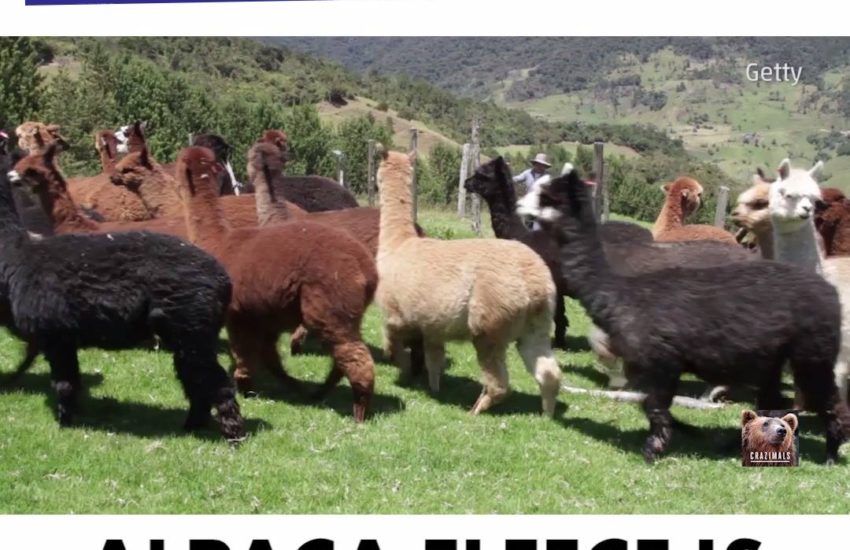 Fun Fact Furriday: Alpaca Edition