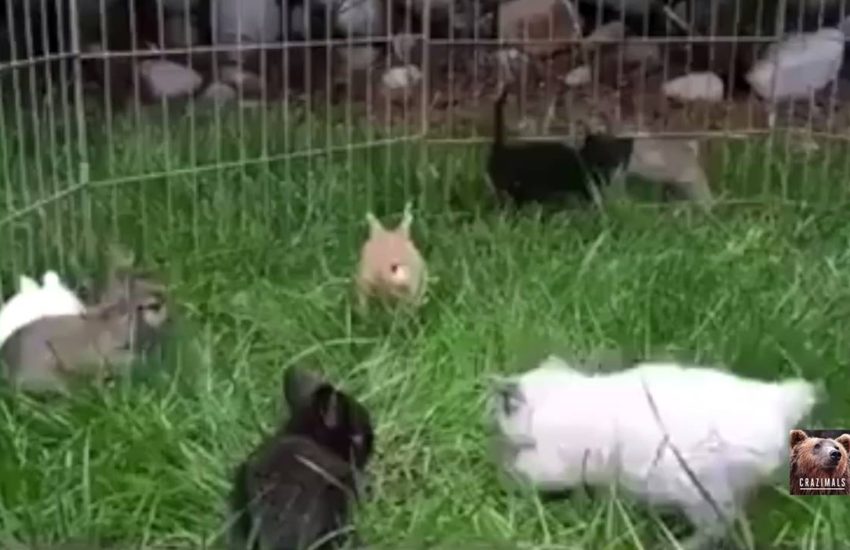 Kittens and Bunnies Play Together