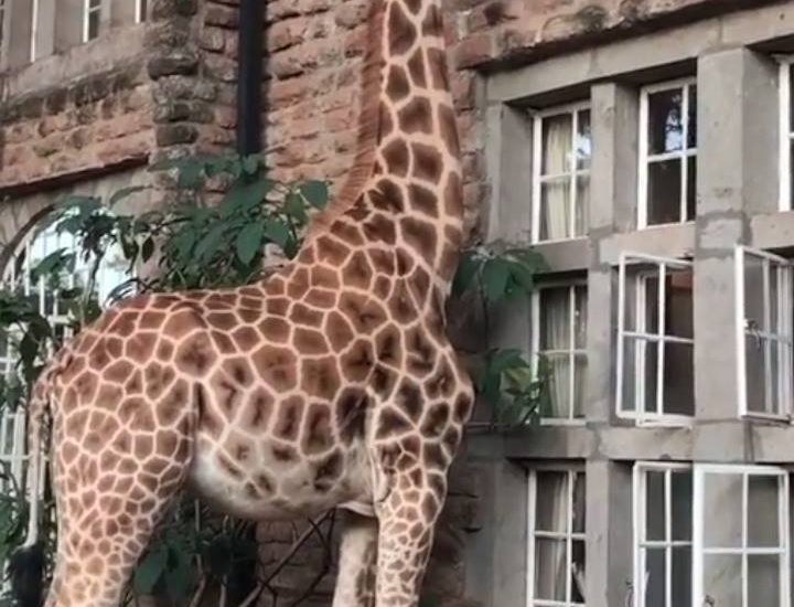 Getting Fed from Window at Giraffe Manor
