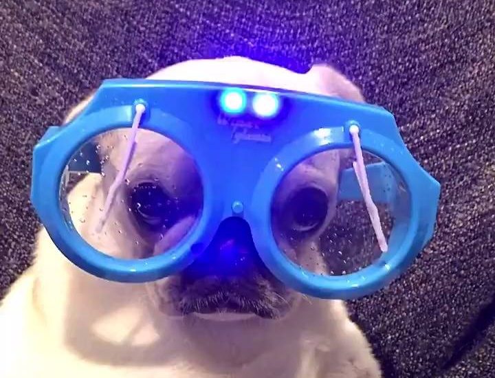 I'm tired of you hooman Credit: Facebook.com/MarshmallowTheWhitePug Watch more: www.thebearshit.com