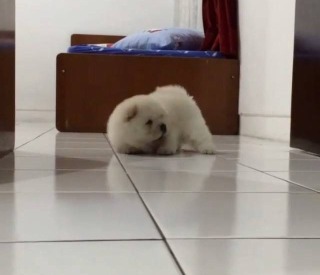 Fluff ball coming for you Watch more: www.thebearshit.com