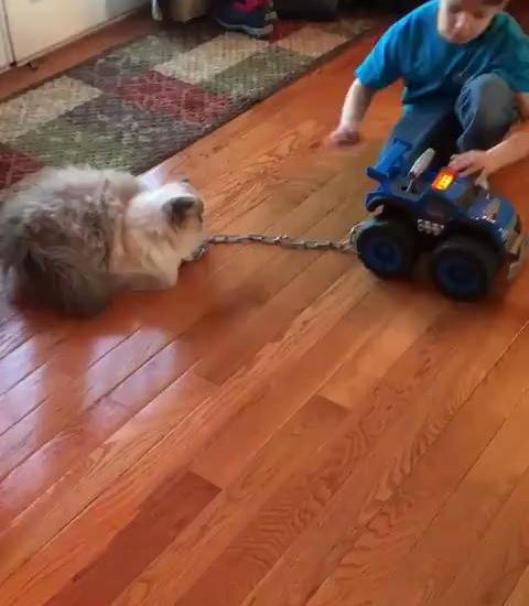 Kitty on the go Credit: @bonnienclydekitties Watch more: www.thebearshit.com