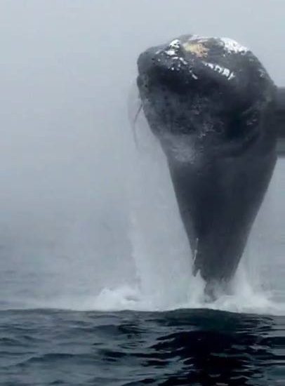 Incredible Close Up Footage Of A Humpback Whale Leaping Out Of...