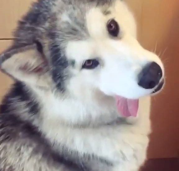 When the food smells so good you forget how to dog... Via: The FOOD Bible