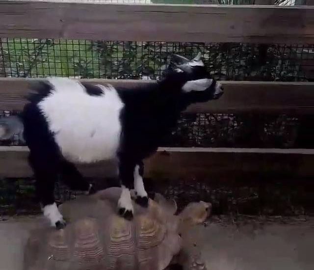 Goat Rides Tortoise