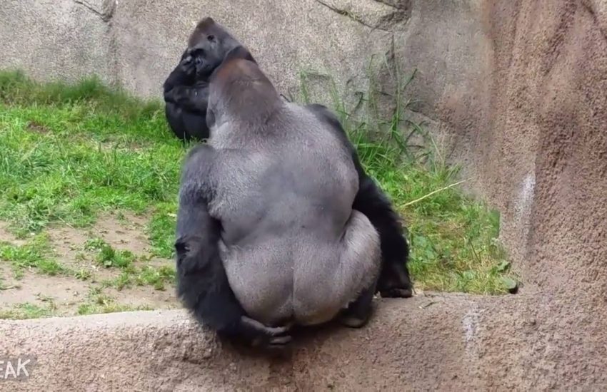 Gorilla Launches Poop At People