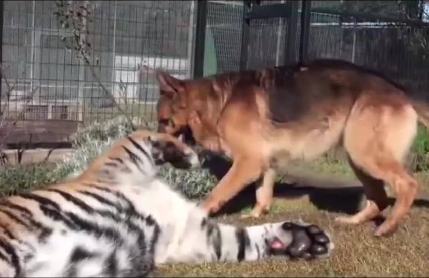 Dog And Tiger Play Fighting