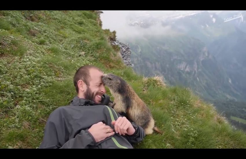Vicious Groundhog Attack In French Mountains