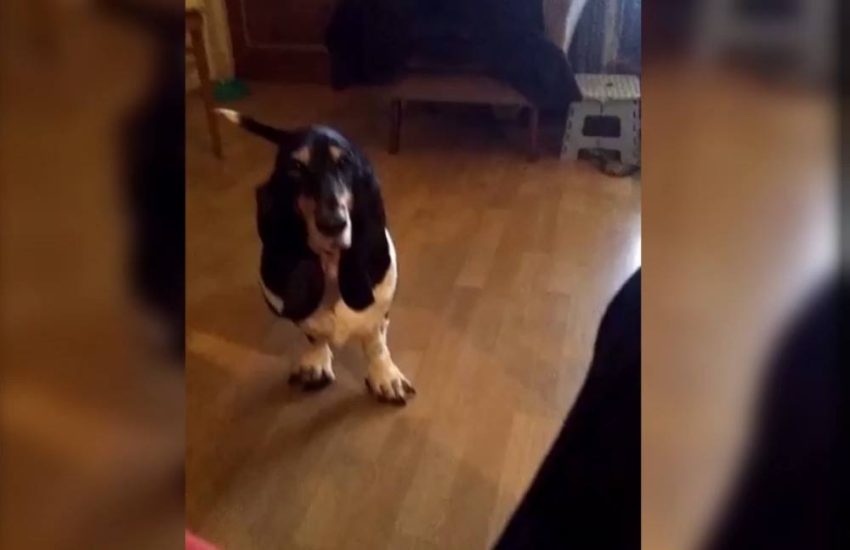 We all know someone who loves pizza this much...