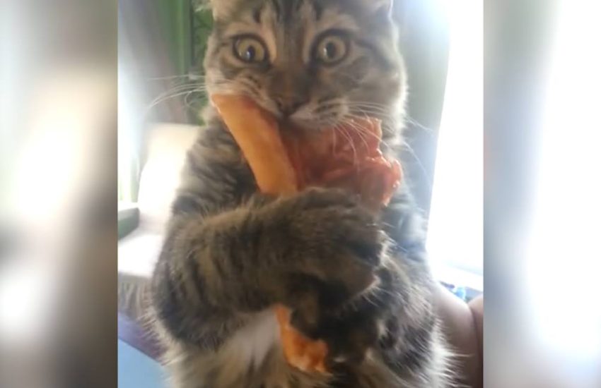 Cat Steals Mans Pizza