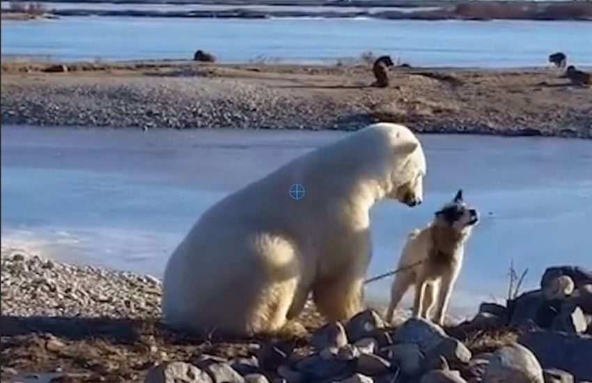 Polar Bear Stroking A Dog