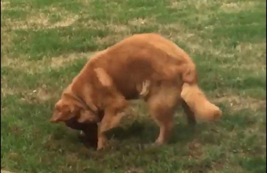 Dog Gets Caught Red Handed