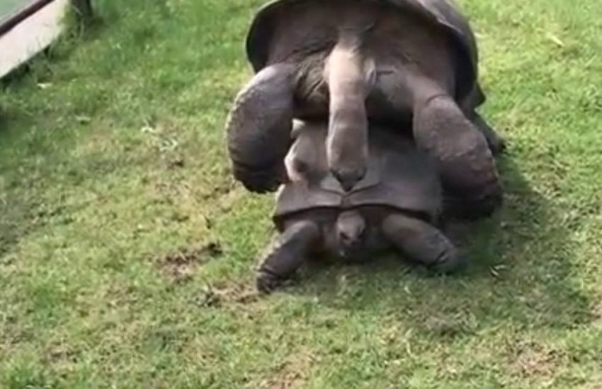 Tortoises Mate Vigorously In Zoo