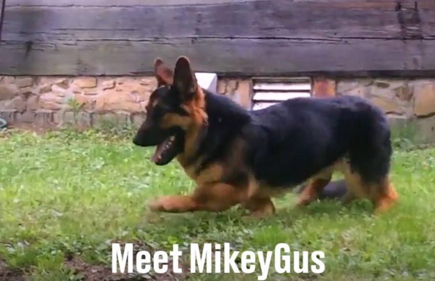 Meet MikyGus The Dwarf Dog