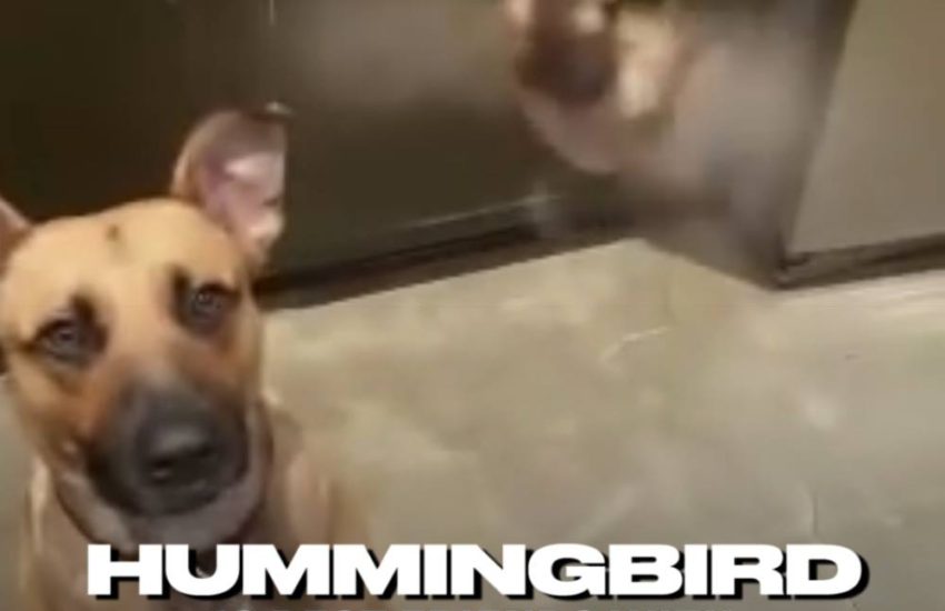 Hummingbird Is Best Friends With The Dog That Rescued Her