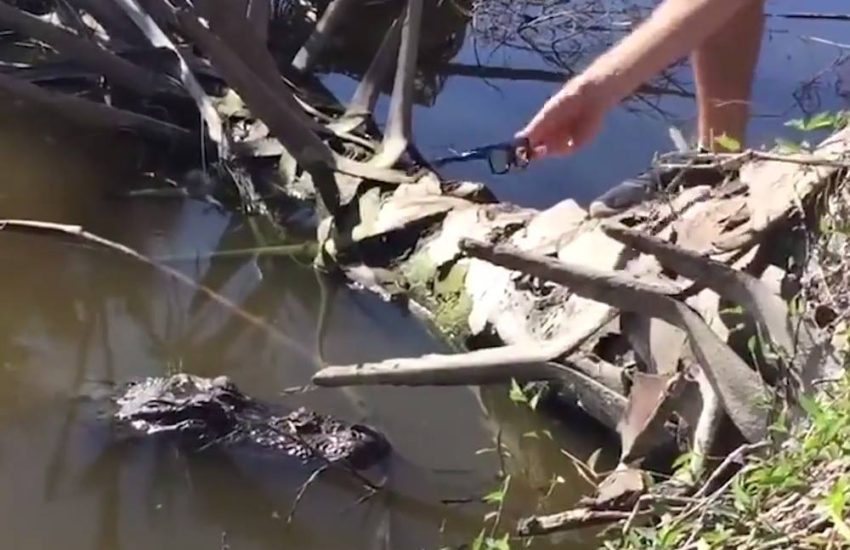 Guy Reaches To Put Glasses On Alligator