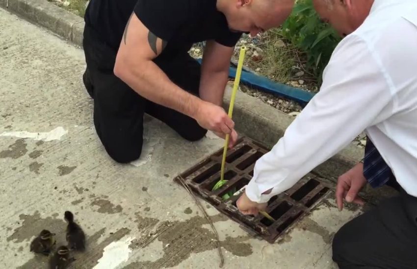 An everyday hero, rescuing ducklings trapped in storm drain via - JukinMedia