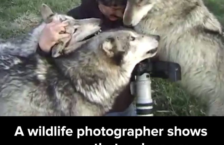 Wolves are not scary at all. via - JukinMedia