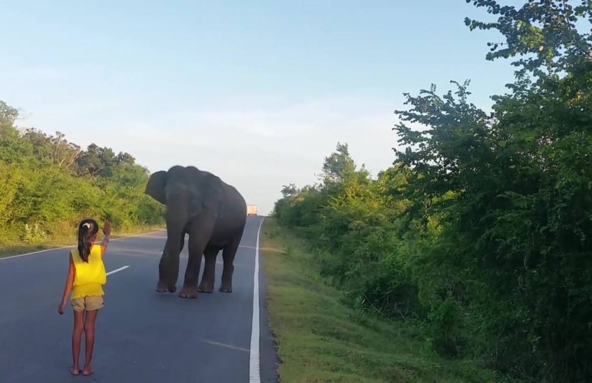 She fearlessly walks onto the road, holds her hand up and makes the elephant go back into the trees! :o :o :o via - JukinMedia