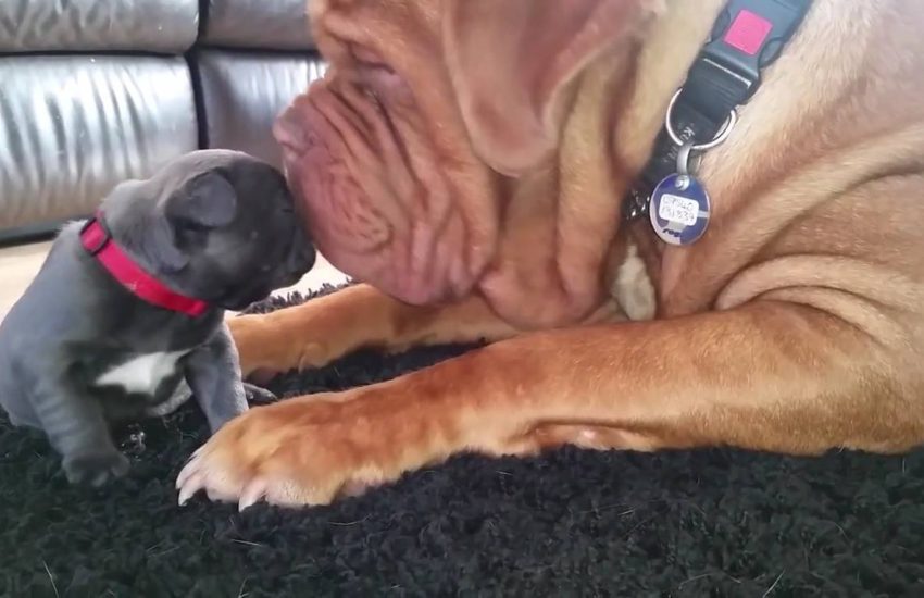 He's a gentle giant to this little guy <3 via - JukinMedia