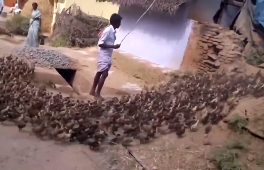 Duck, duck, duck... via - JukinMedia