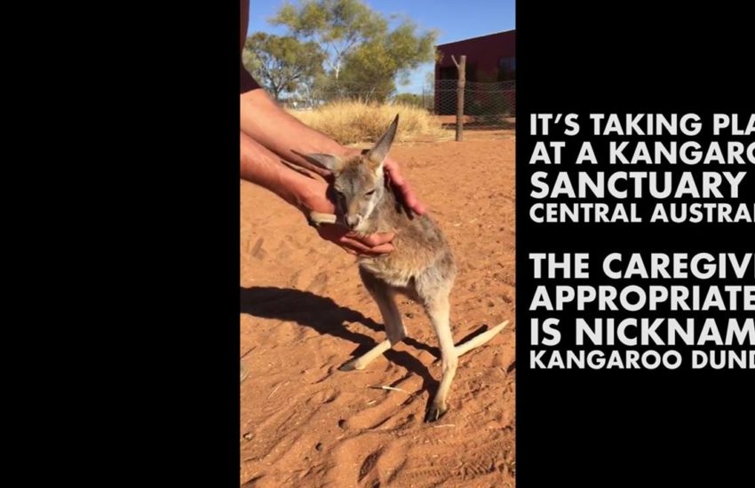Kangaroo Is Full of Cuddles