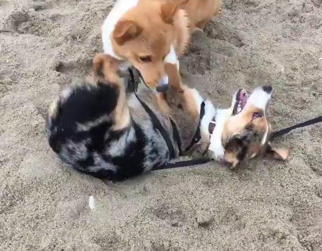 Corgis在海灘搏鬥