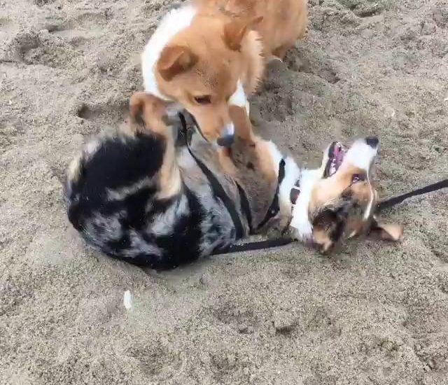 Corgis Wrestle on the Beach