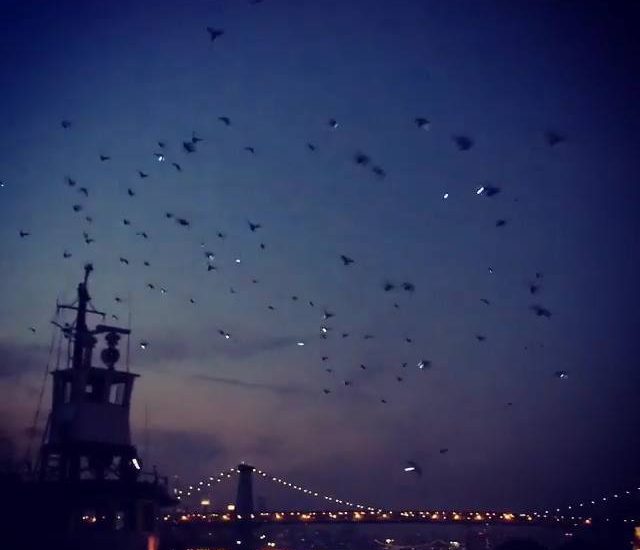 Pigeons Create Art in NYC