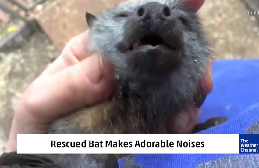 Rescued Bat Makes Adorable Noises