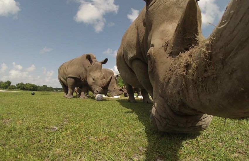 Extreme Close Up of Rhinos at the Zoo