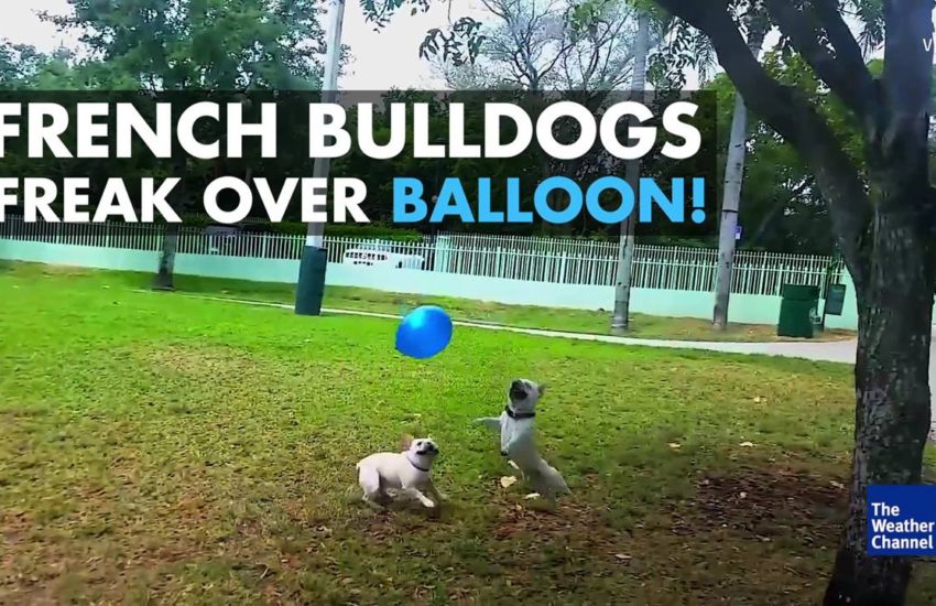 Bulldogs Love Playing With Balloons
