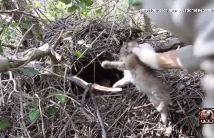 Rare Mountain Lions Found Near California