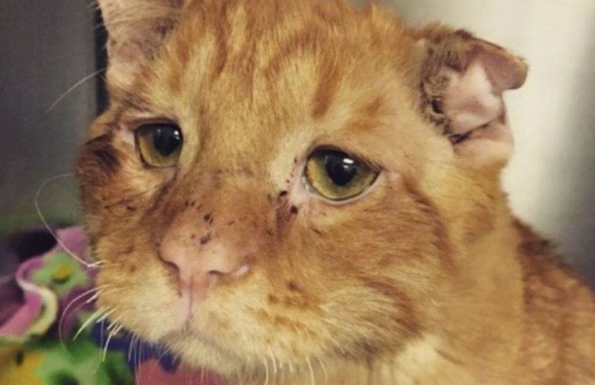 The saddest cat is now the happiest cat in the world! <3 #diplyoriginals