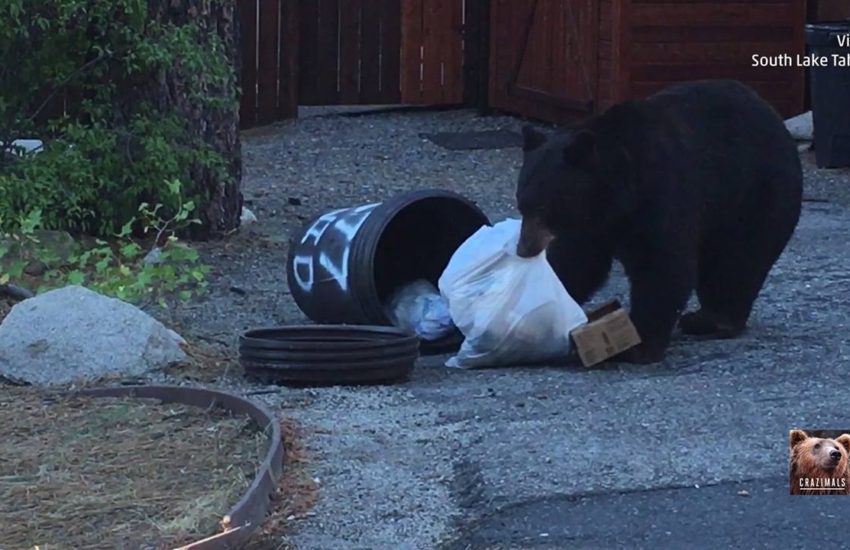 Clever Bear Opens Trash Can