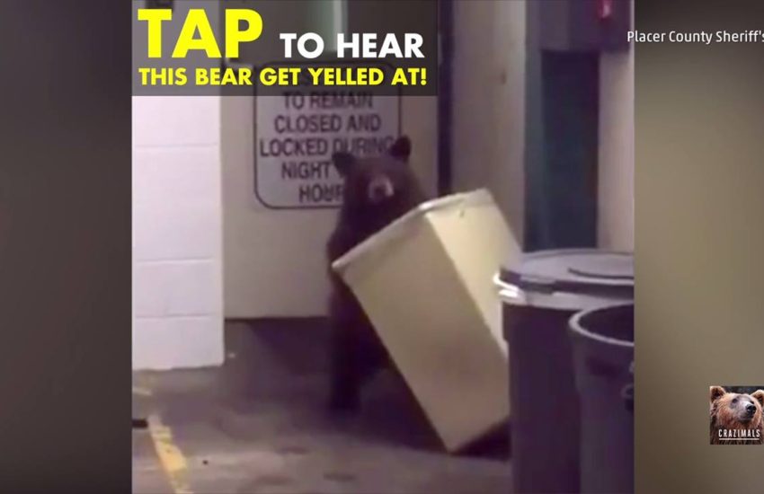 Bear Caught Red-Handed at Sheriff's Office