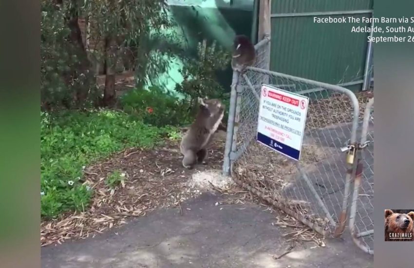 Koala Rescues Joey From Fence