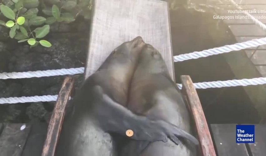 海獅在厄瓜多爾的草椅上偎依
